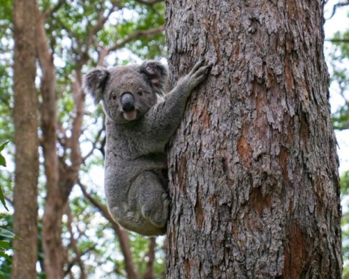 steve-franklin-eI0m5qV7q5Y-unsplash-768x512